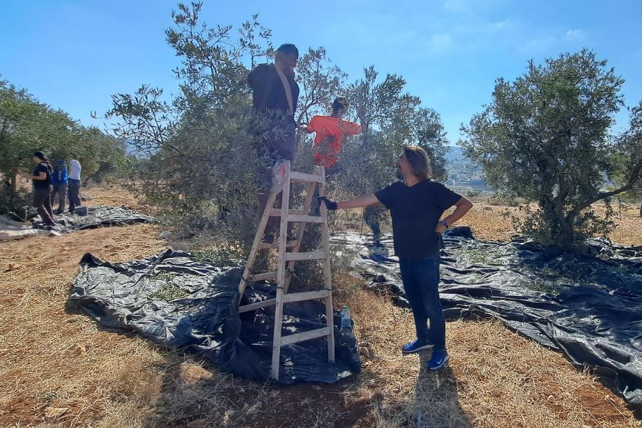 I volontari di “Rabbini per i diritti umani” aiutano la famiglia di Ibrahim Altos nella raccolta delle olive nel campo di Jaba