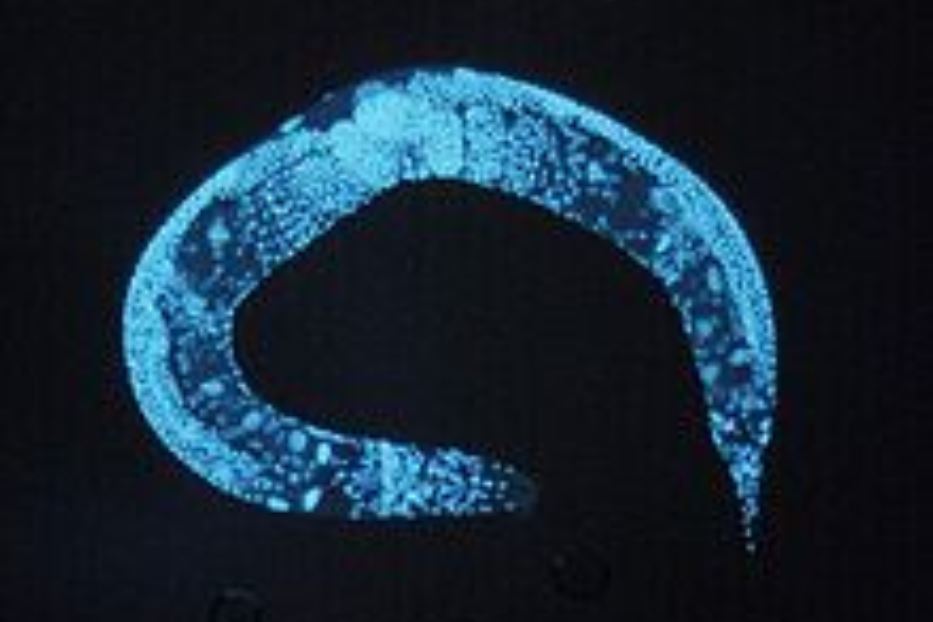 Un verme nematode caenorhabditis elegans