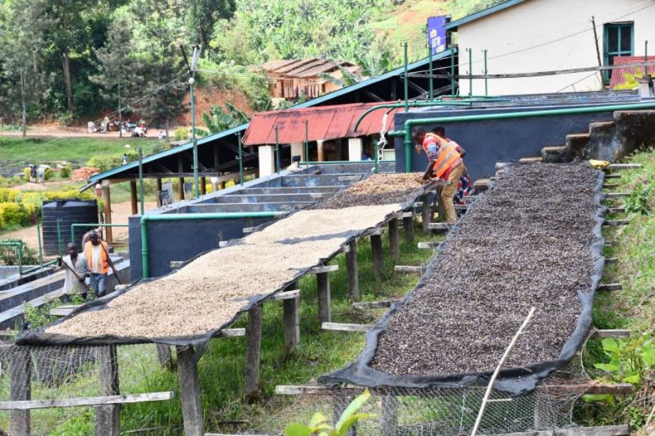 Chicchi di caffè all'essiccazione, in Burundi