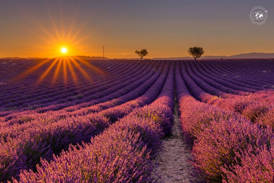 Campi di lavanda a perdita d'occhio nell'alta Provenza - © Stefano Tiozzo