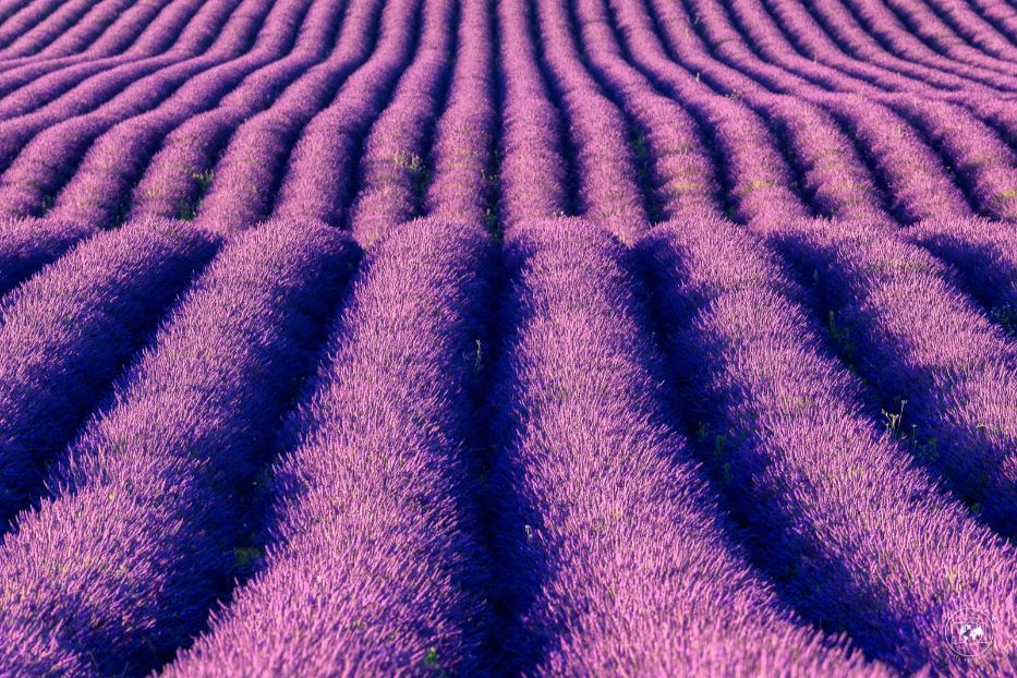 Un particolare della simmetria perfetta dei campi di lavanda - © Stefano Tiozzo