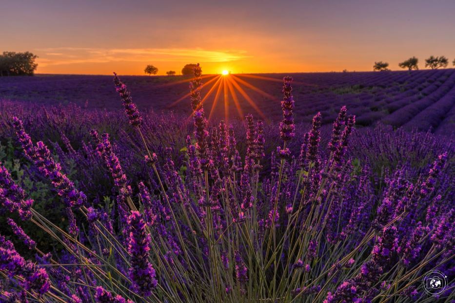 I colori della lavanda esaltati dalla luce del tramonto - © Stefano Tiozzo