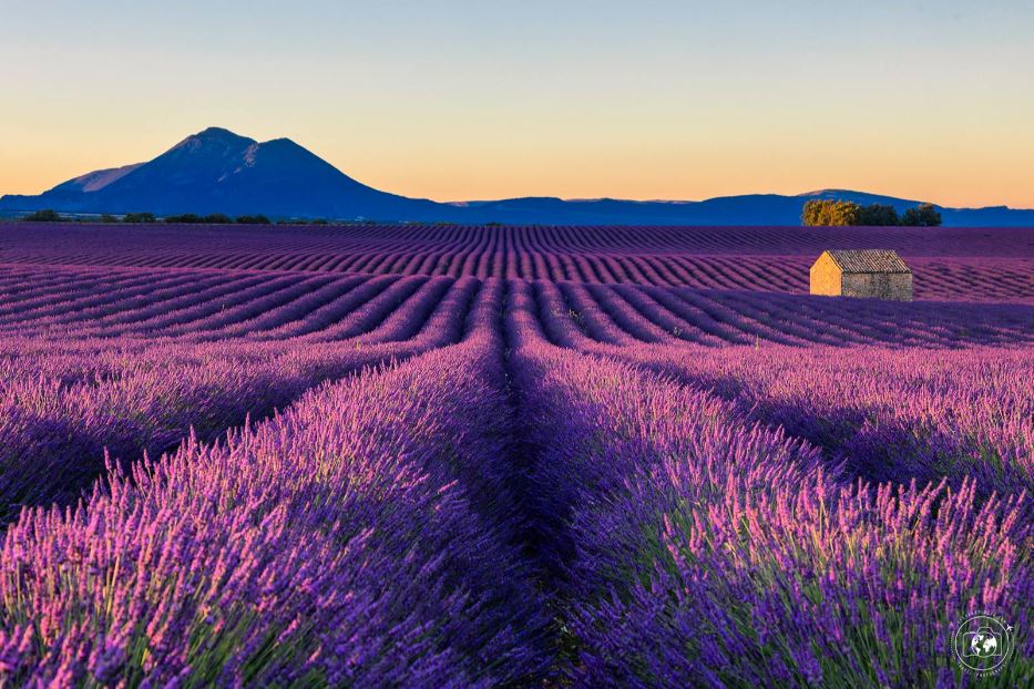 Le alpi provenzali e la lavanda - © Stefano Tiozzo