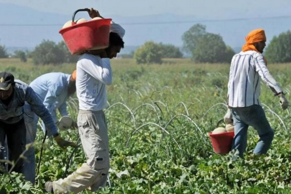 Braccianti di origine africana al lavoro nelle campagne del Sud Italia