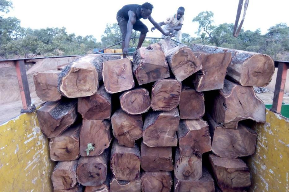 Tronchi di legno pregiato raccolti in Mali dopo un taglio illegale