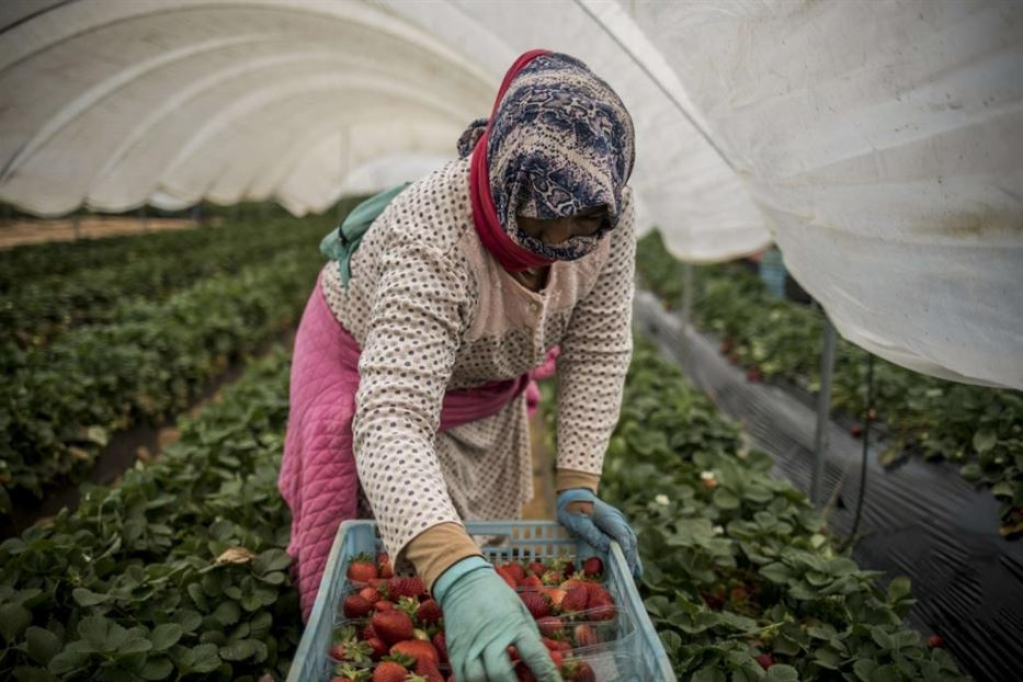 Bracciante straniera al lavoro