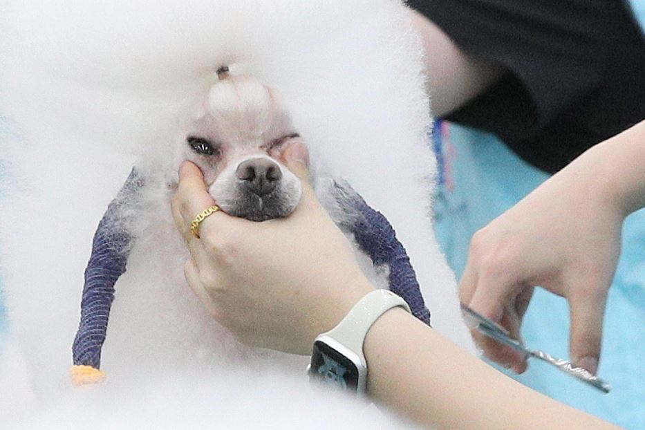 Un cane a un "concorso di bellezza" al centro congressi Exco di Daegu in Corea del Sud