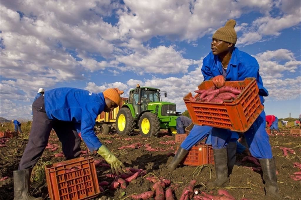 Migranti al lavoro nei campi