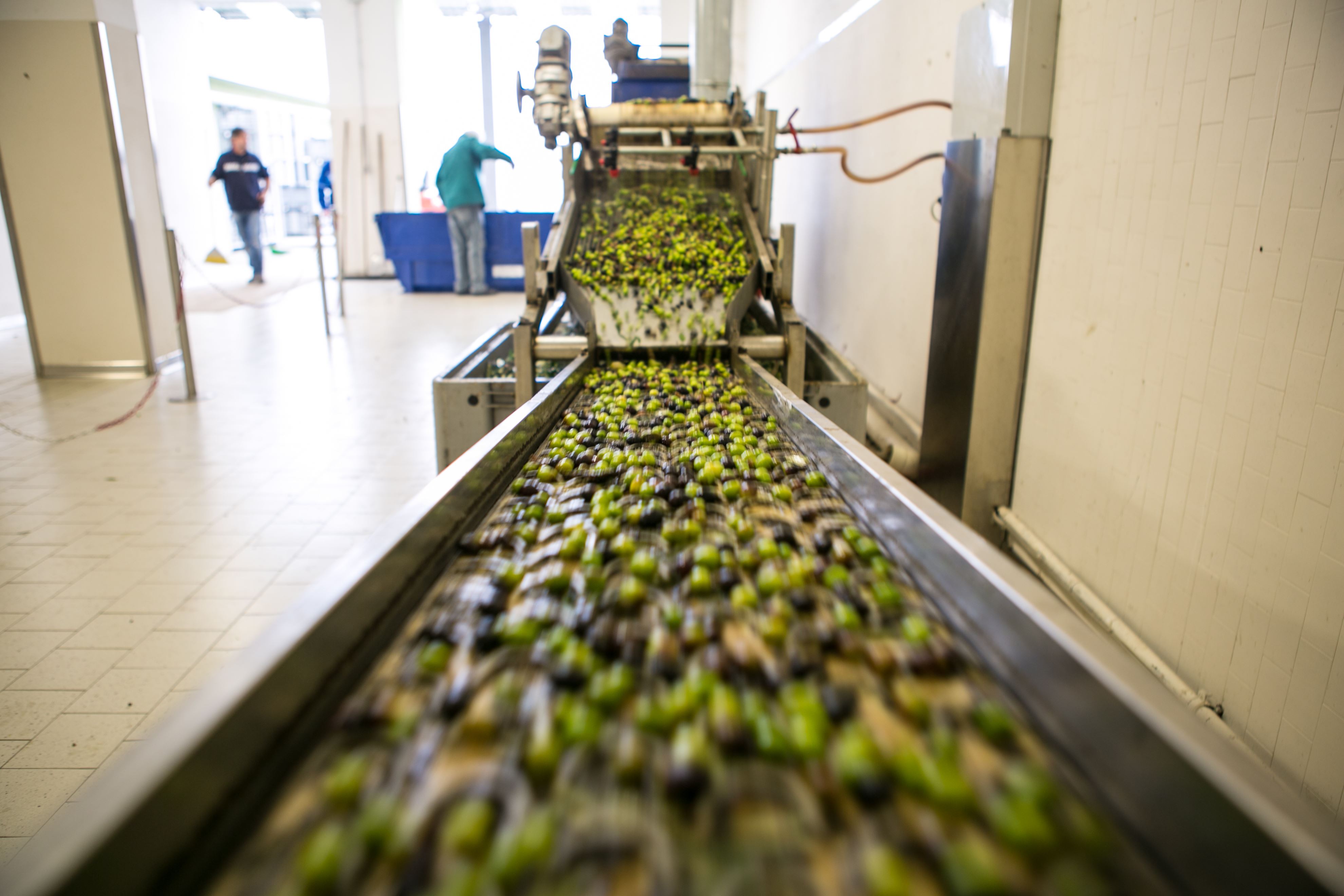 Lavorazione delle olive in un frantoio