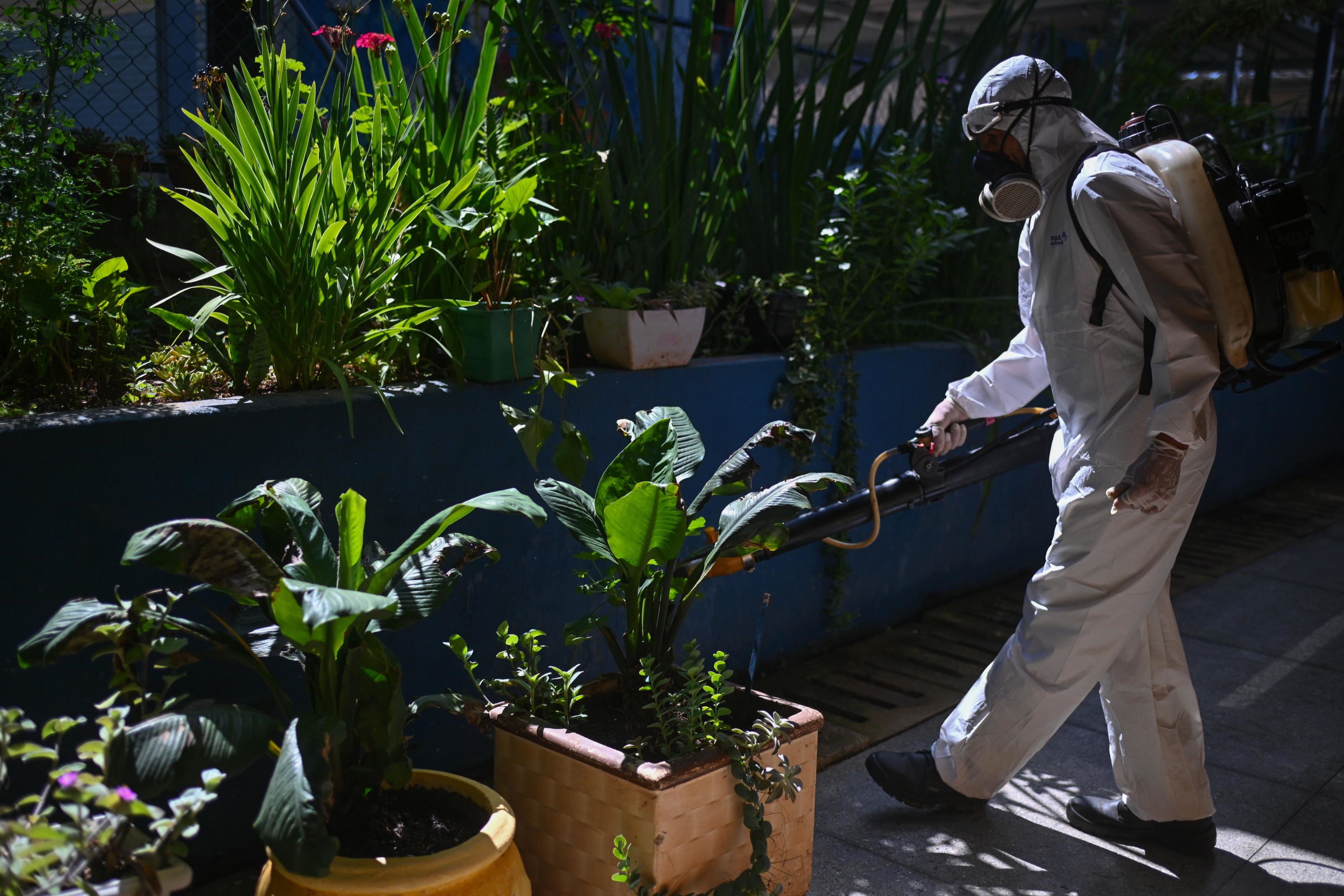 Il Brasile Sfiora I Due Milioni Di Casi Di Dengue: Il Paese è In Emergenza