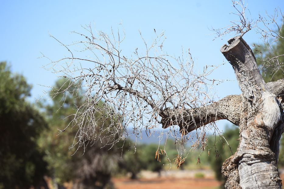 La Xylella è tornata ad avanzare in Puglia e con gli ulivi minaccia i mandorli