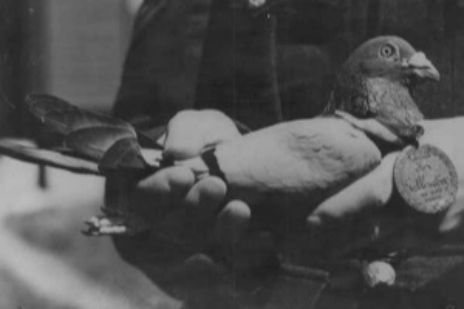 Un piccione viaggiatore della British Army con la medaglia Dickin
