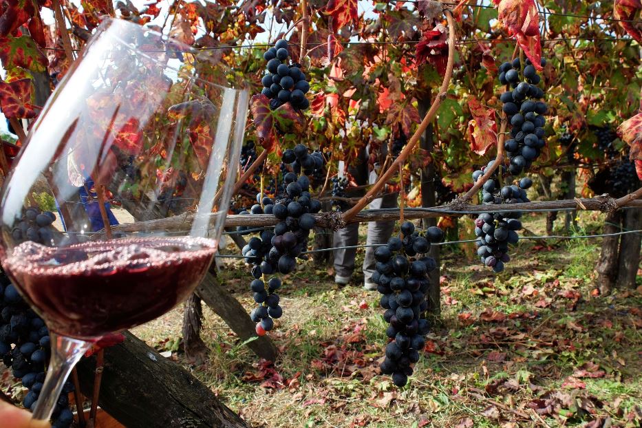 Un'arma contro il diabete? Il vino Aglianico