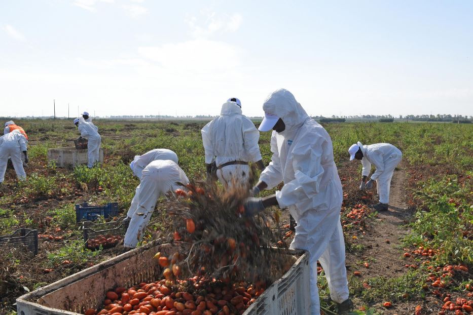 Piegati a raccogliere pomodoro, “l’oro rosso” delle campagne casertane