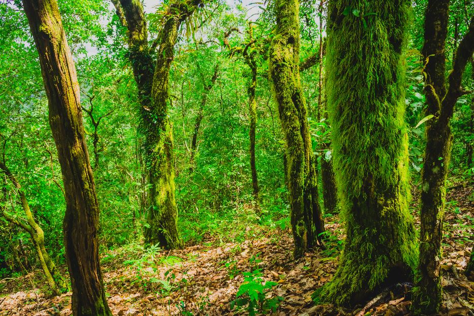 In virtù della loro bellezza le foreste sono in sé stesse una lode a Dio