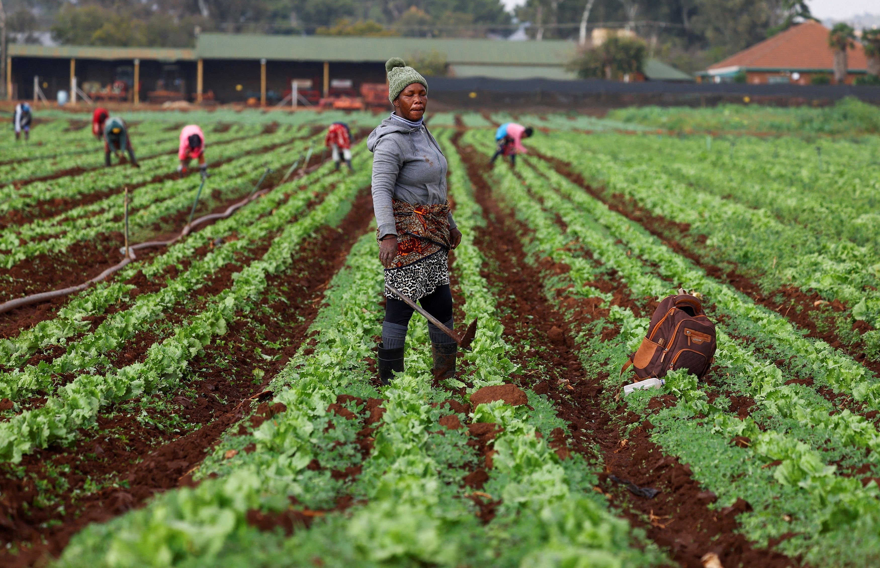 Agricoltori a Johannesburg, in Sudafrica