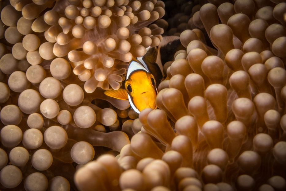 Meraviglie degli abissi: alla ricerca di Nemo - © Stefano Tiozzo