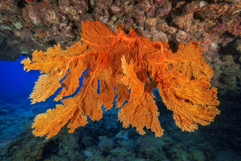 Il dedalo rosso di una gorgonia aperta dalla corrente marina - © Stefano Tiozzo