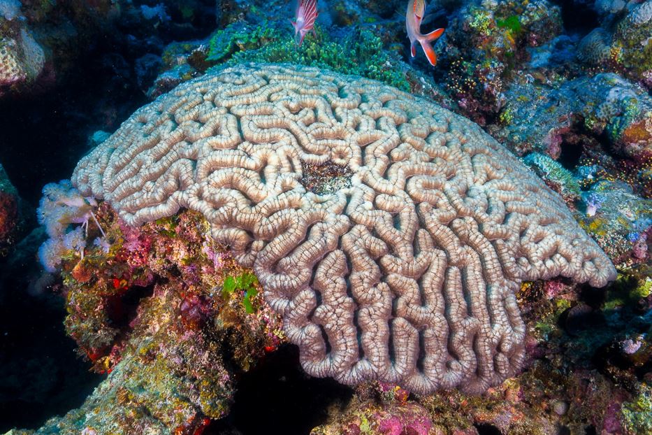 Una madrepora, nota come corallo-cervello - © Stefano Tiozzo