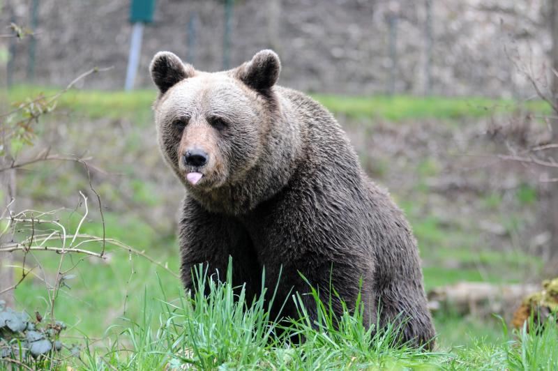 Tornano gli orsi nei paesi e la gente ha paura di andare nei boschi 