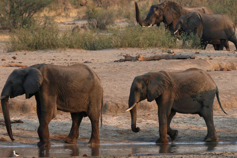 Un gruppo di elefanti all'interno del parco Hwange in Zimbabwe