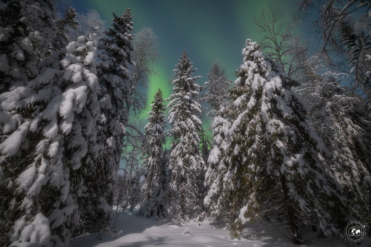 L'aurora boreale che danza sulle silenziose foreste lapponi - © Stefano Tiozzo