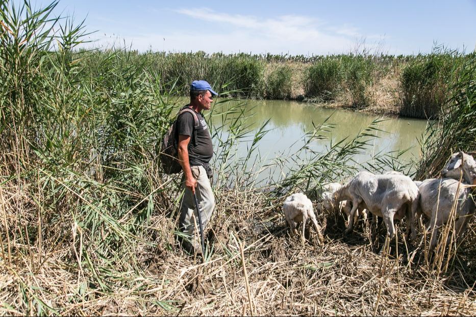 La siccità in Sicilia sta creando problemi a persone e animali