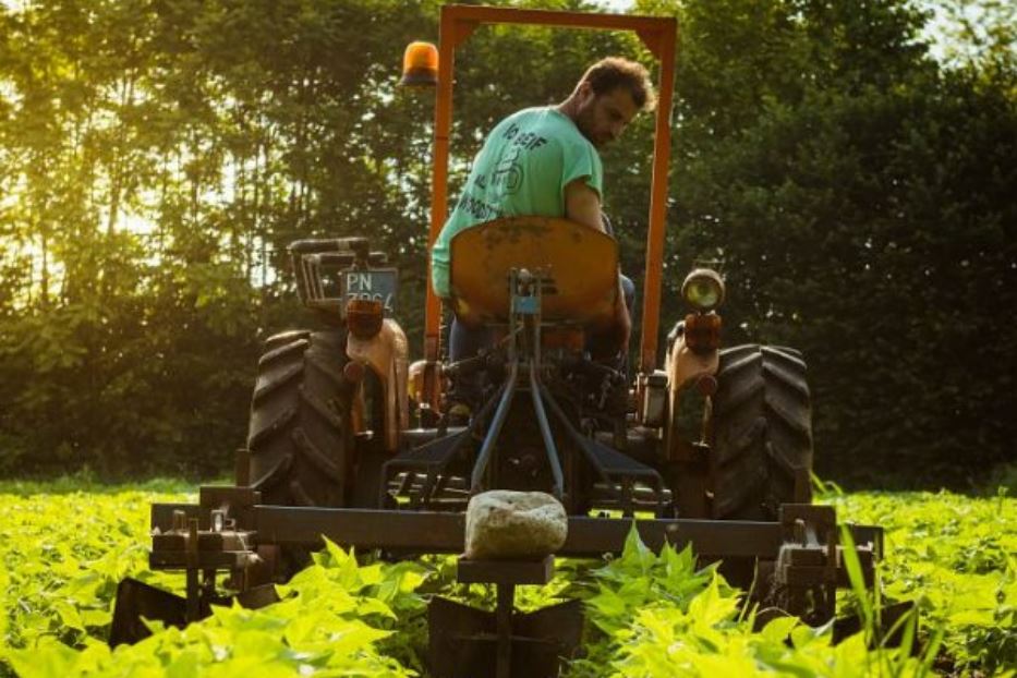 Un agricoltore al lavoro in un campo di fagioli di San Quirino, un presidio slow food