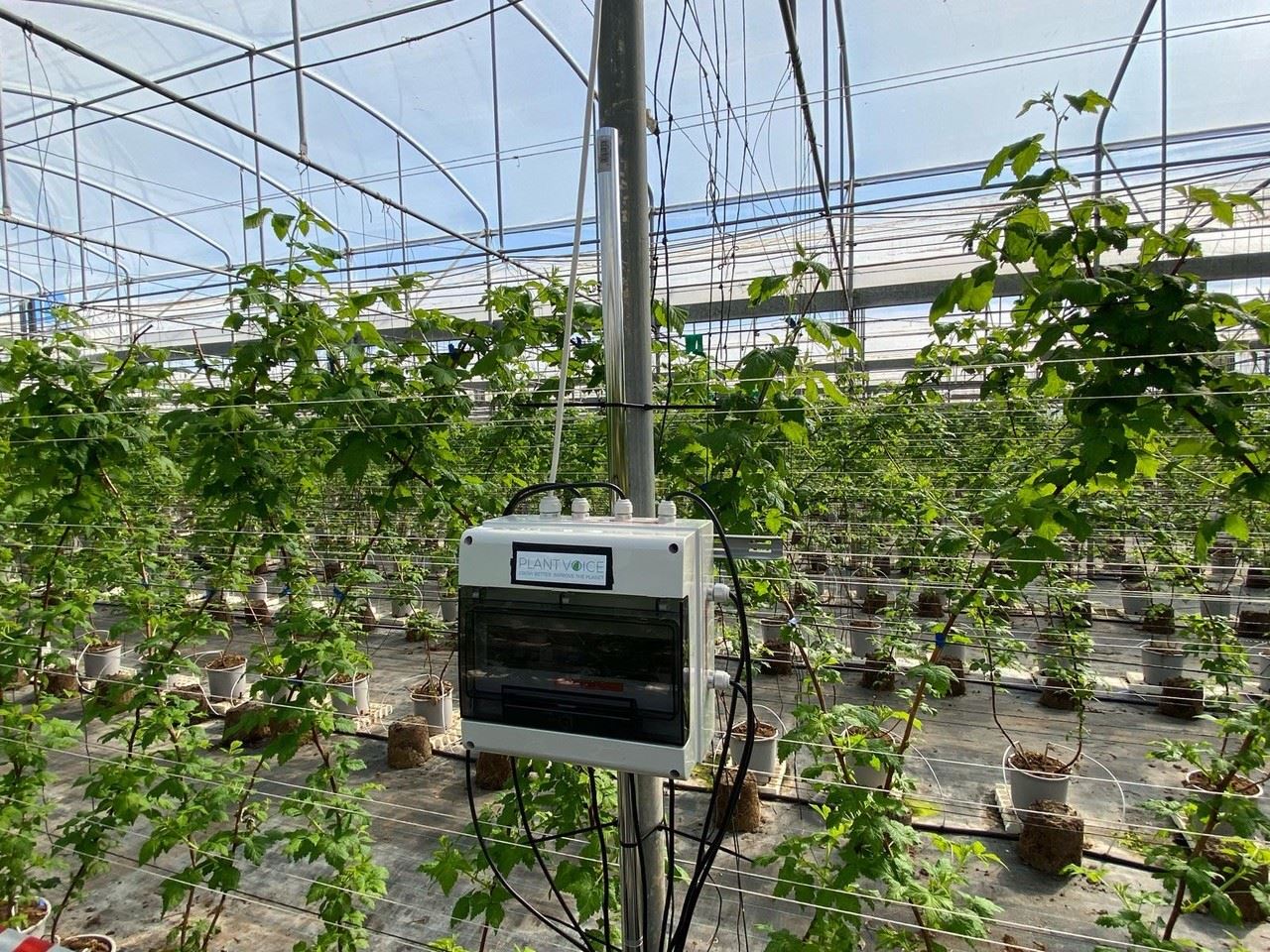«Plantvoice», arriva il sensore che riesce a far parlare le piante