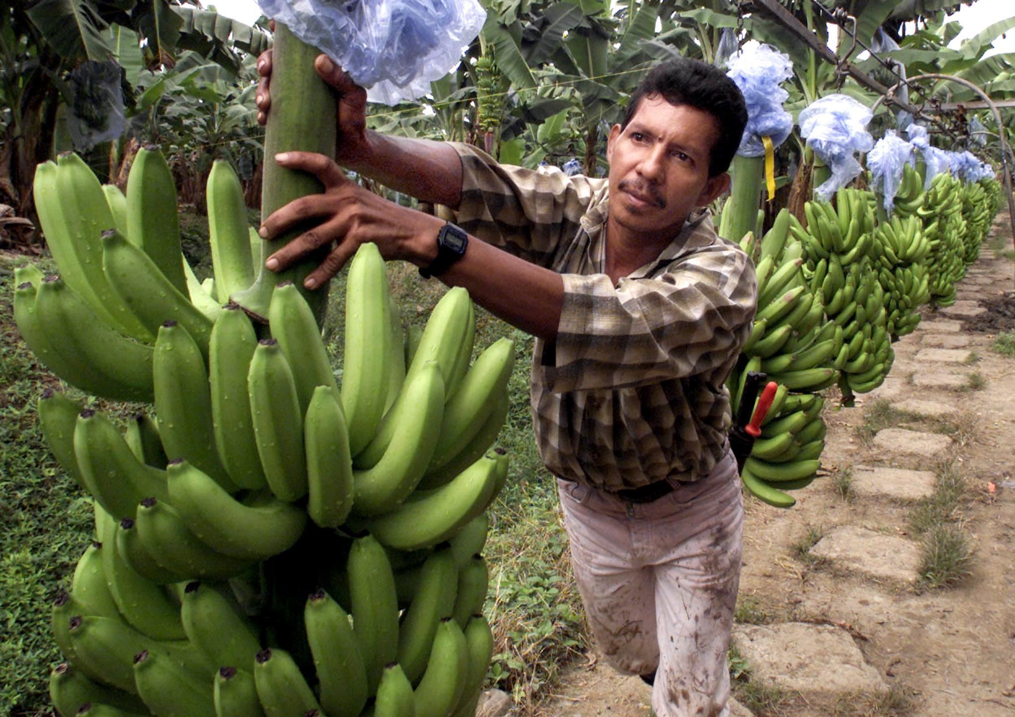 Un lavoratore impegnato nella raccolta delle banane nella zona di Santa Marta