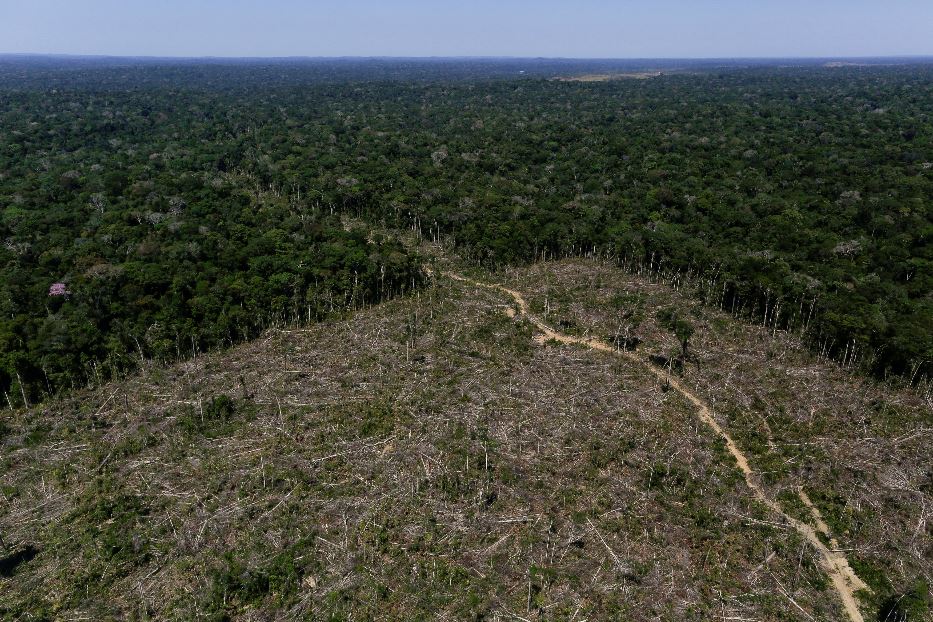 Gli Stati Uniti in pressing sulla Ue: stop alla legge anti-deforestazione