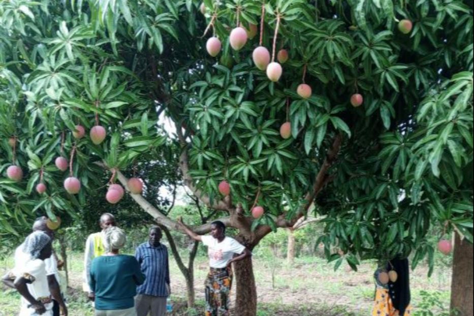 Formazione e una filiera più equa: in Kenya il mango rafforza le comunità