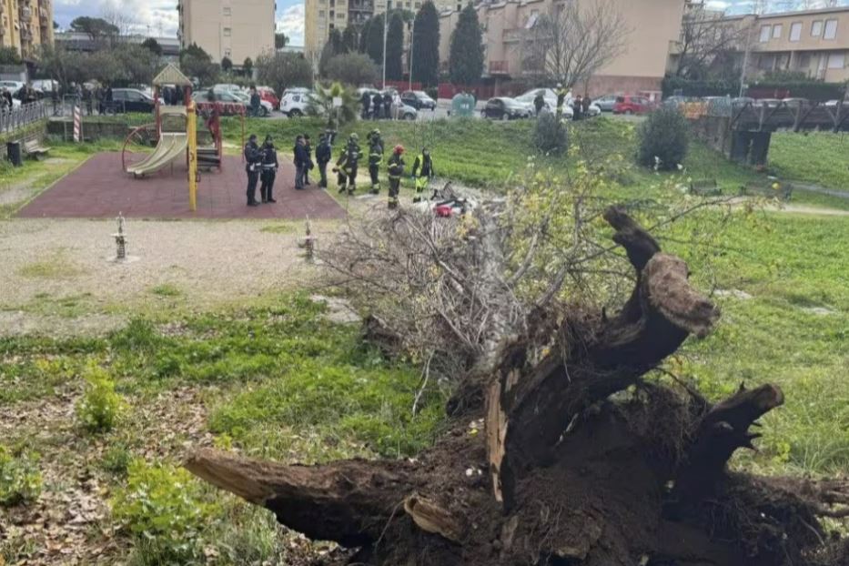 L'albero caduto nel parco di Roma