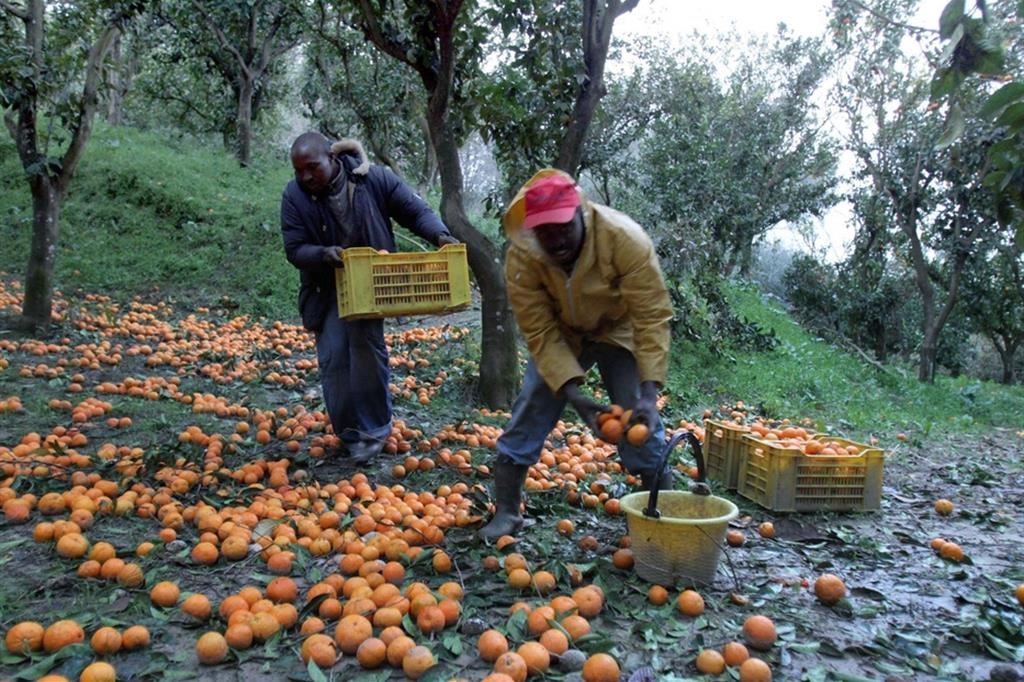 Immigrati nei campi