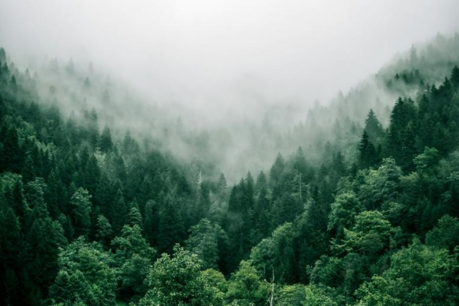 Una foresta di alberi tra le montagne