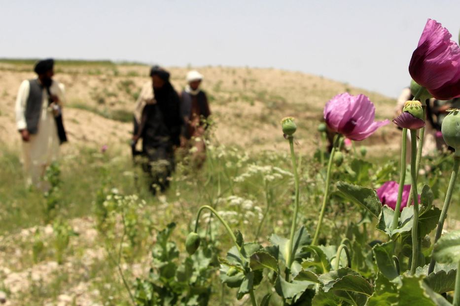 Le squadre dei taleban distruggono le coltivazioni di papaveri nella provincia di Zemul