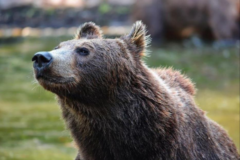 Sono in aumento gli "incontri" non graditi tra orsi e persone