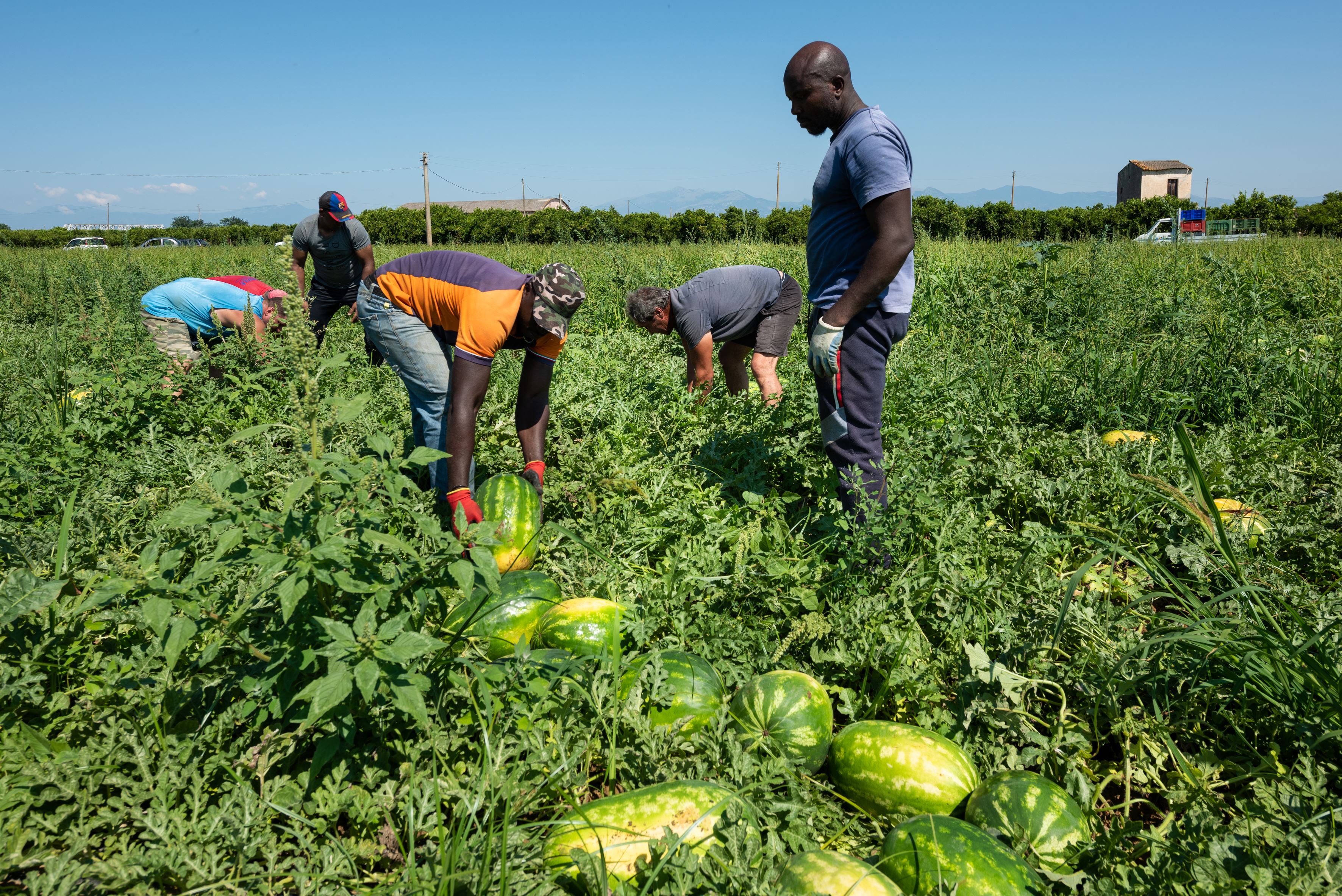 Immigrati che lavorano nei campi in Calabria.