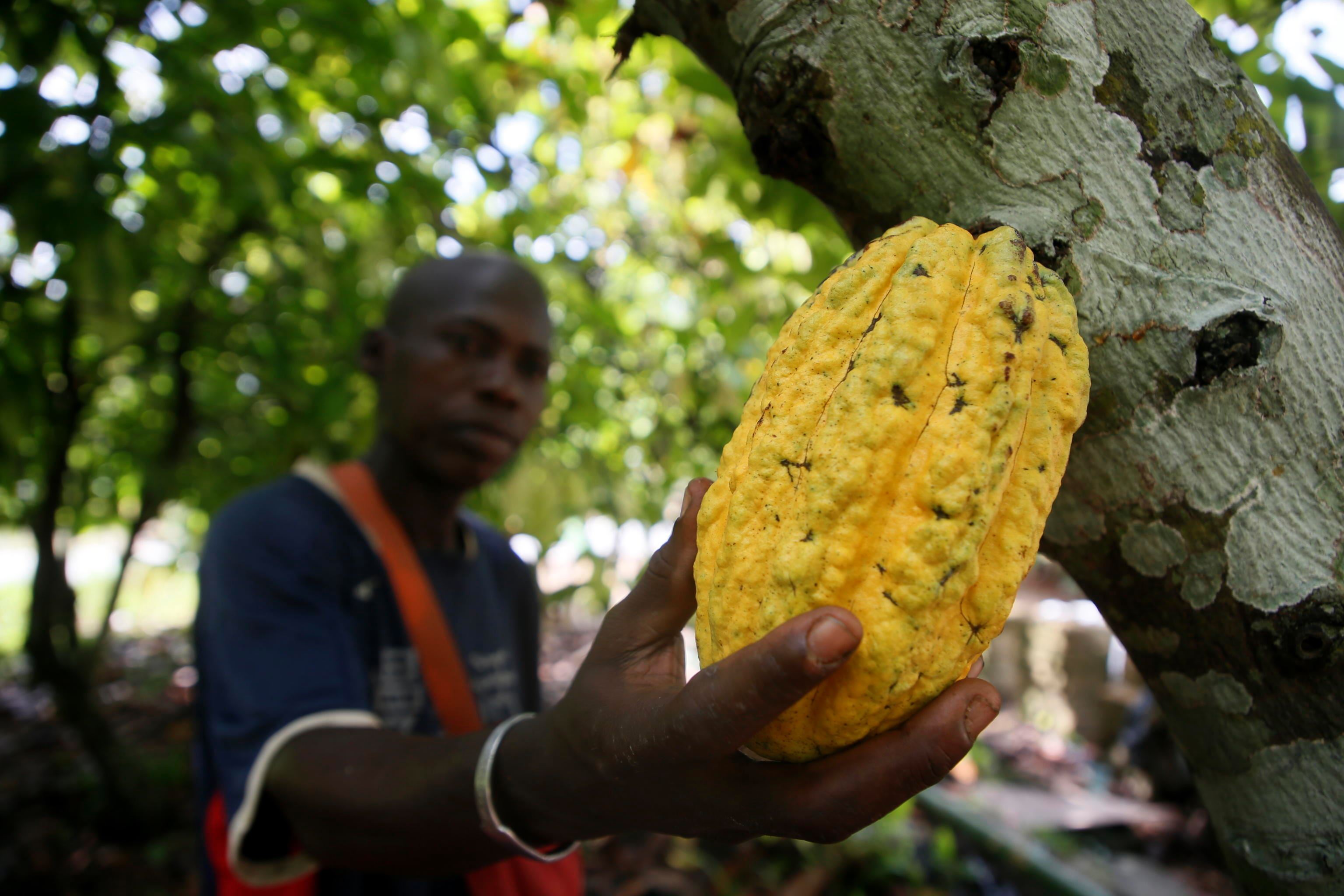 C’è troppo caldo, le piante non rendono: il prezzo del cacao è fuori controllo