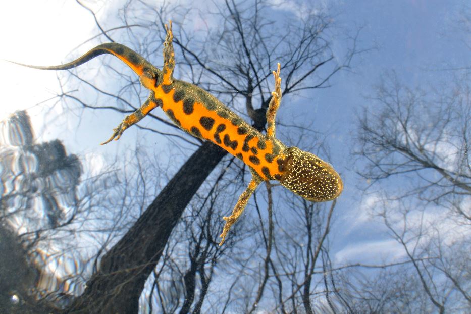 Il paese della biodiversità: in Italia il record europeo di specie